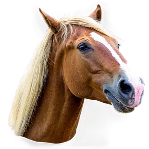 Horse Head D PNG image