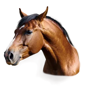 Horse Mane Beauty Shots PNG Htm PNG