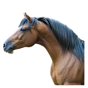 Horse Mane Beauty Shots PNG Kmt24 PNG