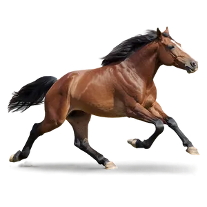 Horse Sprinting Full Speed PNG 06292024 PNG