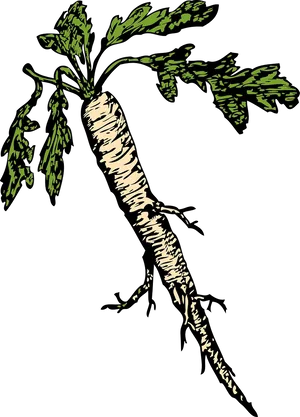 Horseradish Root Illustration PNG image