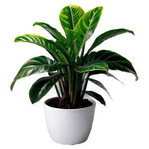 House Plant PNG 05032024