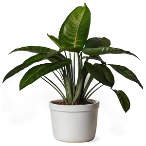 House Plant PNG 73
