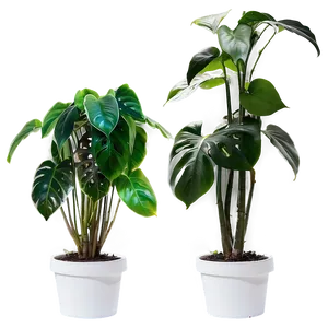 House Plants Png 05042024 PNG image