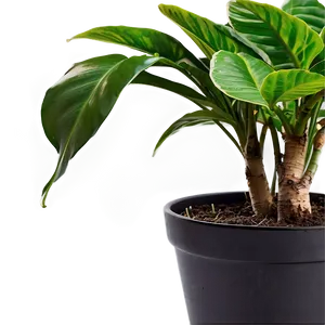 House Plants Png Dhp45 PNG image