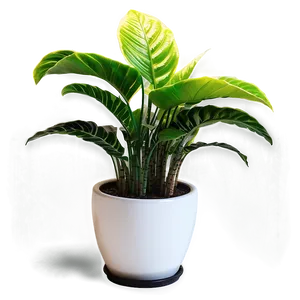 House Plants Png Iph32 PNG image