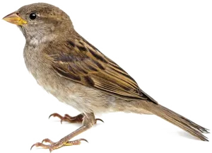 House Sparrow Isolated Image PNG image