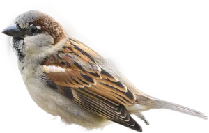 House Sparrow Portrait PNG image