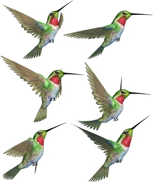 Hovering Hummingbirds Flight Patterns PNG image
