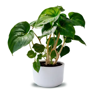 How To Repot Pothos Plants Png 06272024 PNG image