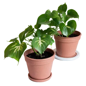 How To Repot Pothos Plants Png 06272024 PNG image