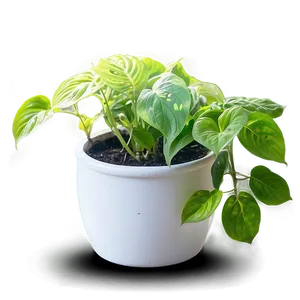 How To Repot Pothos Plants Png Ghf PNG image