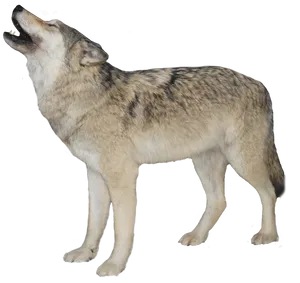 Howling Wolf Black Background