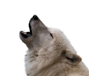 Howling_ Wolf_ Profile PNG image