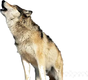 Howling Wolf Transparent Background
