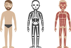 Human_ Anatomy_ Comparison PNG image