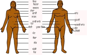 Human Anatomy Comparison Punjabi English Labels PNG image