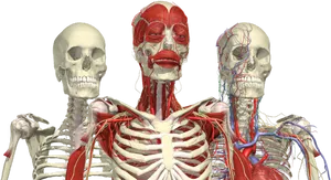 Human Anatomy Comparison PNG image