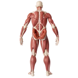 Human Anatomy Diagram Png 05242024 PNG image