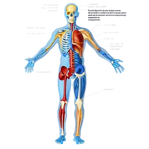 Human Anatomy Diagram PNG Ynk