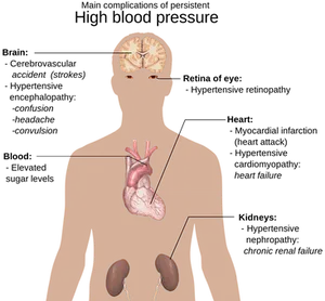 Human Anatomy Illustration