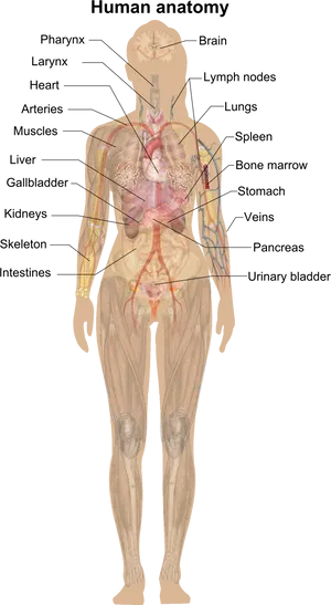 Human_ Anatomy_ Illustration PNG image