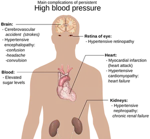 Human Anatomy Internal Organs Illustration PNG image