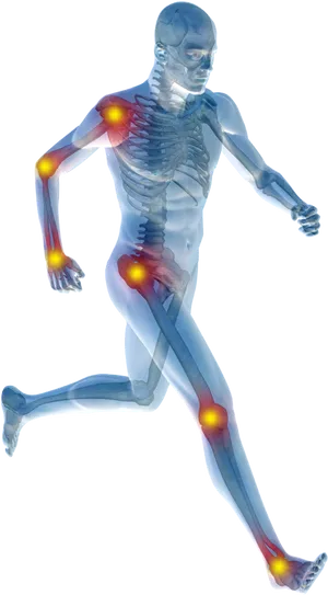 Human_ Anatomy_ Joints_ In_ Motion PNG image