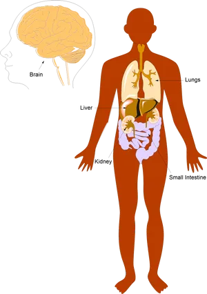 Human Anatomy Overview Illustration PNG image