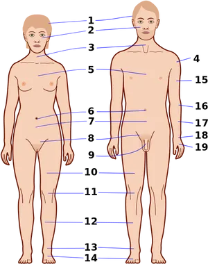 Human Anatomy Reference Points PNG image
