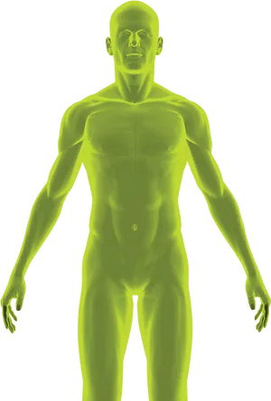 Human Anatomy Transparent Model PNG image