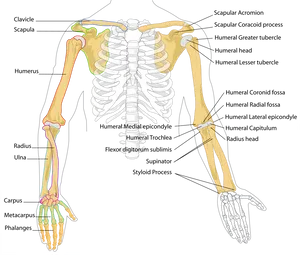 Human Arm Bones Anatomy Illustration PNG image