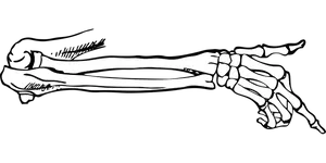 Human Arm Bones Black Background PNG