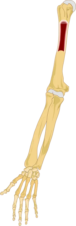 Human Arm Bones Illustration PNG image