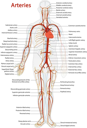 Human_ Arterial_ System_ Illustration PNG image