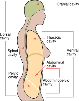 Human Body Cavities Diagram PNG image