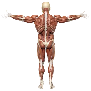 Human Body Muscles Labeled Png Cpk46 PNG image