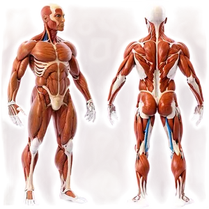 Human Body Muscles Labeled Png Vgv25 PNG image