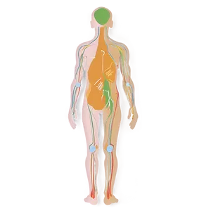 Human Body Outline PNG 59