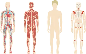 Human_ Body_ Systems_ Comparison PNG image