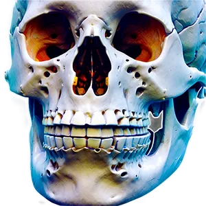 Human Bone Density Chart PNG Tre81 PNG