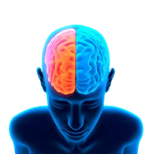 Human Brain Activity Illustration PNG image