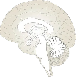 Human Brain Anatomy Illustration PNG image
