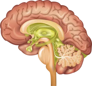 Human Brain Anatomy Illustration PNG image