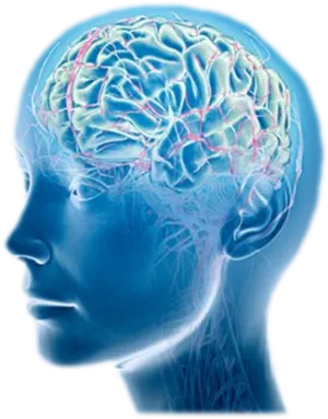 Human Brain Anatomy Illustration PNG image