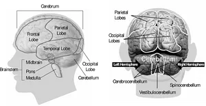 Human Brain Anatomy Illustration PNG image