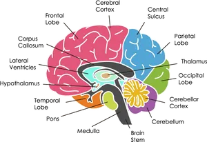 Human Brain Anatomy Illustration PNG image