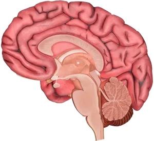 Human Brain Anatomy Illustration PNG image