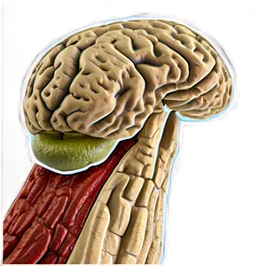 Human Brain Anatomy Illustration