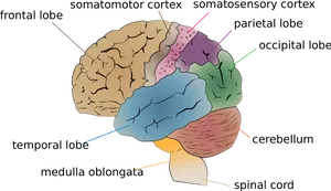 Human Brain Anatomy Illustration PNG image